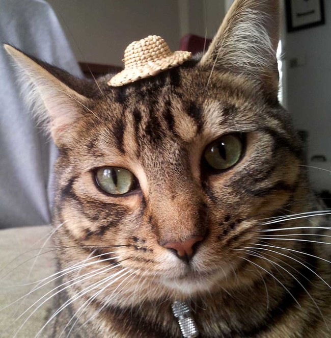 Fotos de Gatos adorables con Sombrero