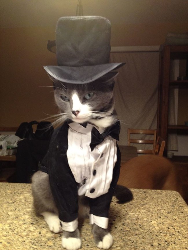 Fotos de Gatos adorables con Sombrero