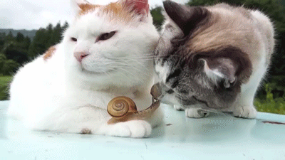 caracol-amigo-gatos