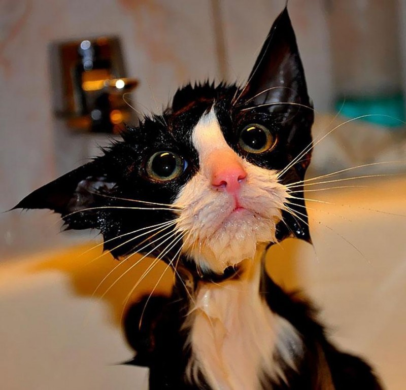 funny-wet-cats-4
