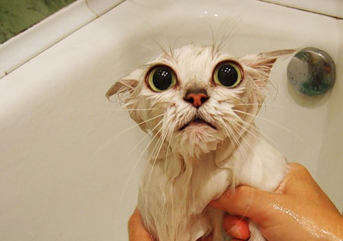 Divertidas fotos de gatos mojados