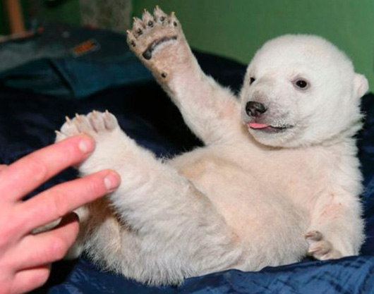 Berlin zoo employee Thomas Doerflein plays with polar bear cub Knut in this undated picture, released on January 24, 2007. Knut, born on December 5, 2006, has had to be hand fed by Doerflein after its mother Tosca refused the baby. EDITORIAL USE ONLY REUTERS/Handout (GERMANY)