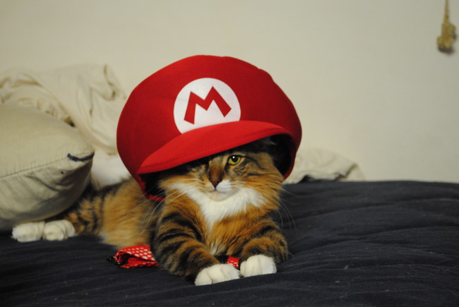 baby-mario-gato