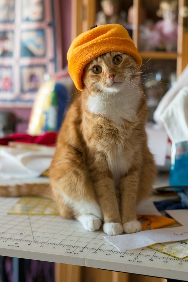 gato-fashion