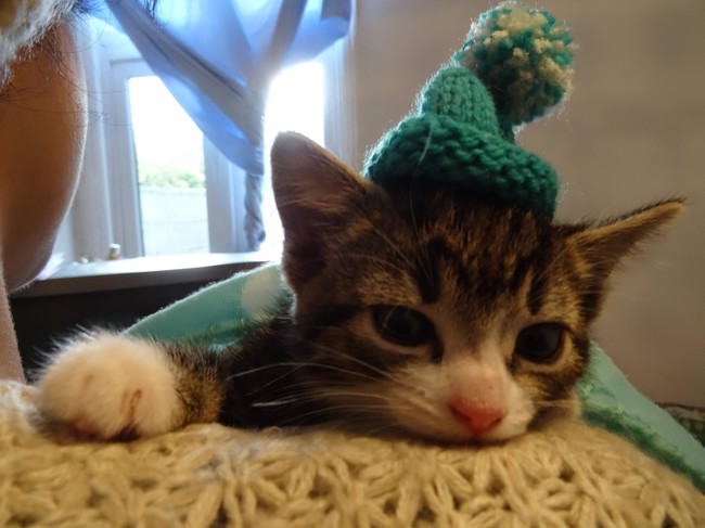 gato-pequeno-con-sombrero-de-lana