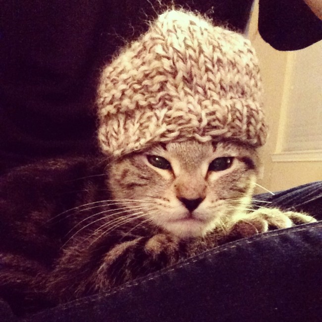 gato-ruso-con-sombrero