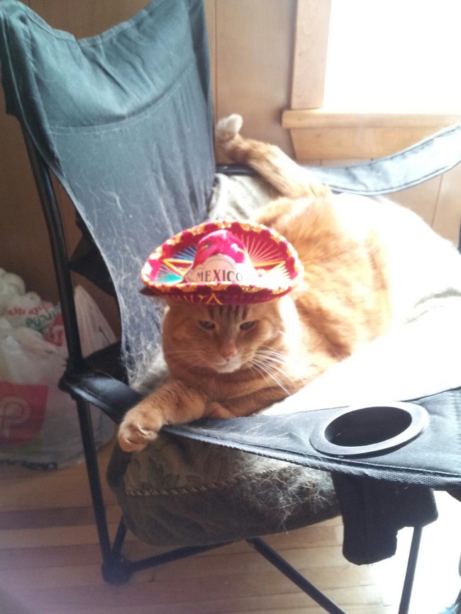 gato-sombrero-mexicano