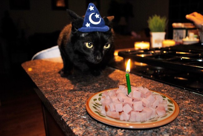 gato-soplando-velas