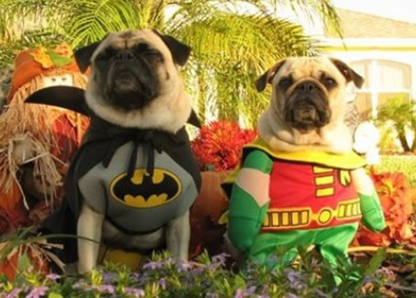 perros-disfrazados-de-superheroes-1