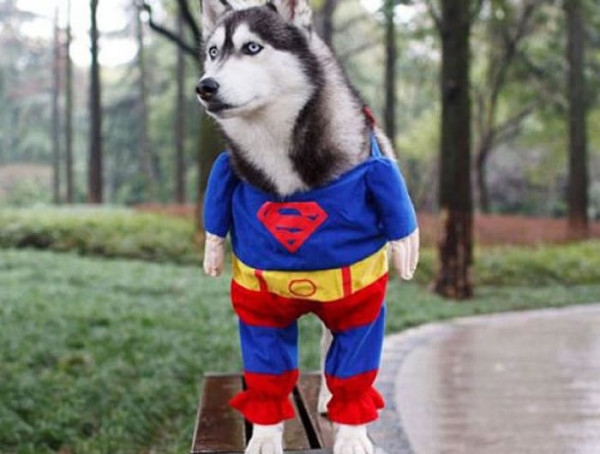 perros-disfrazados-de-superheroes-12