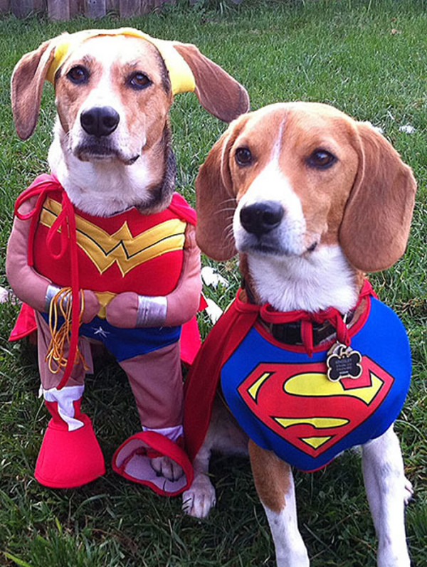 perros-disfrazados-de-superheroes-13