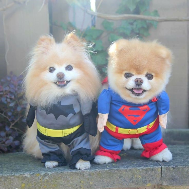 perros-disfrazados-de-superheroes-3