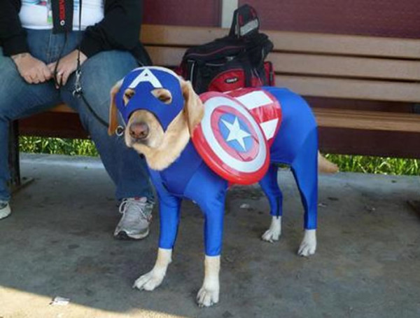 perros-disfrazados-de-superheroes-4