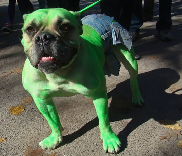 Perros disfrazados de Superheroes