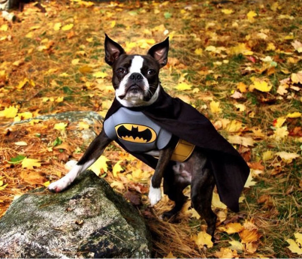 perros-disfrazados-de-superheroes-6