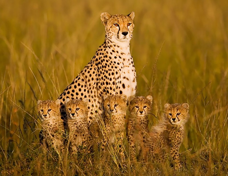 animales-en-familia-3