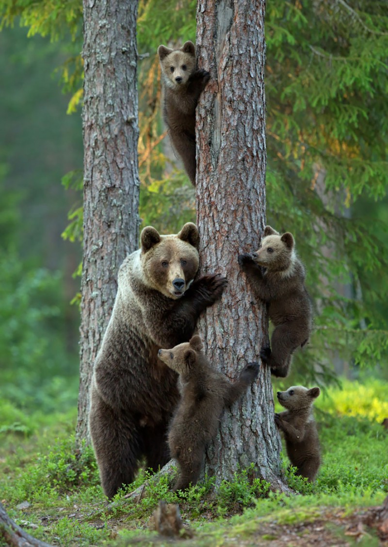 animales-en-familia-9