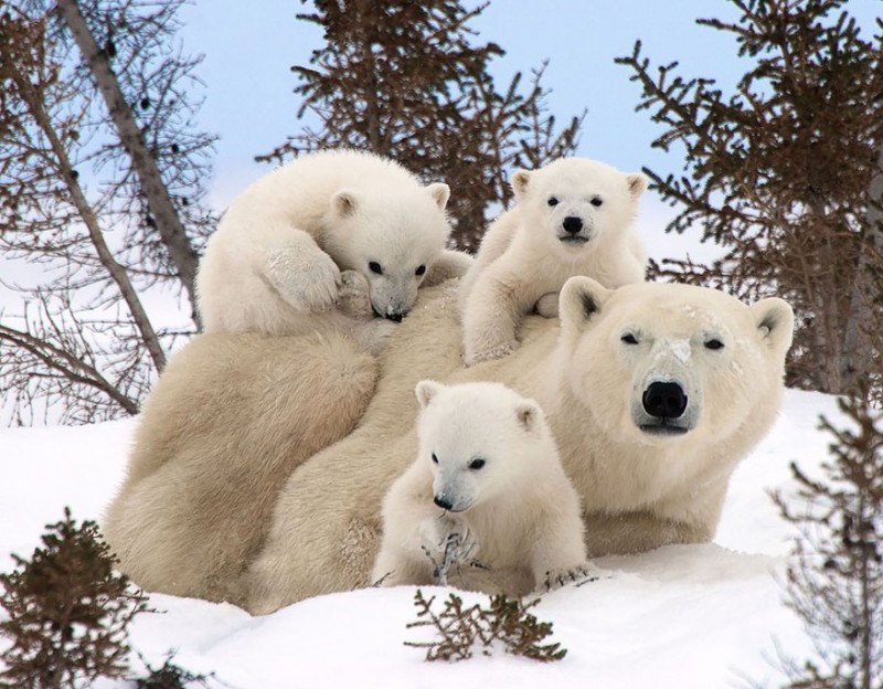 animales-en-familia