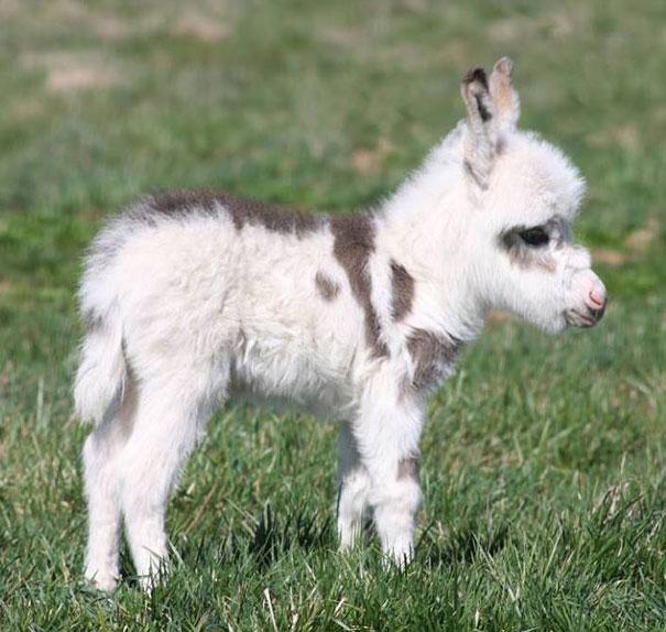 fotos-de-animales-bebes-burrito