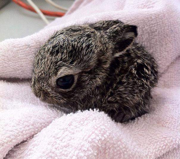 fotos-de-animales-bebes-conejo