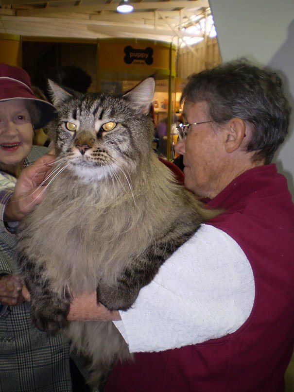 gatos-mas-grandes-del-mundo-6