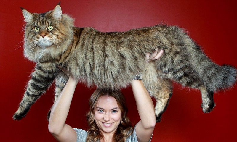 Mandatory Credit: Photo by Chris Scott/Newspix / Rex Features (1733063a) Natalie Chettle gives her mum's moggy Rupert a boost Rupert the monster moggy in Melbourne, Australia - 06 Jun 2012 The giant breed Maine coon cat is only half-grown at the age of two years and 11 months, weighing 9kg. Already three times bigger than the average domestic cat, Rupert is expected to gain another 5kg in the next few years. A three-time Cat of the Year and Australian National Champion, the cat, who is shown and judged as Jack-Be-Nimble, is the biggest Maine coon that renowned international cat judge Lesley Morgan Blythe has seen. Owner Kyra Foster told Australia