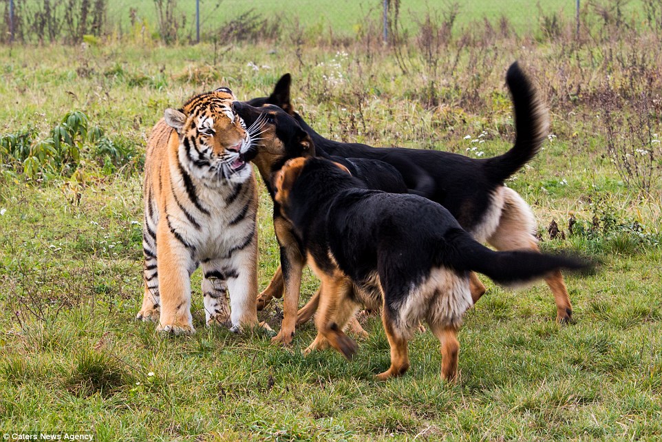 Do dogs fear tigers?