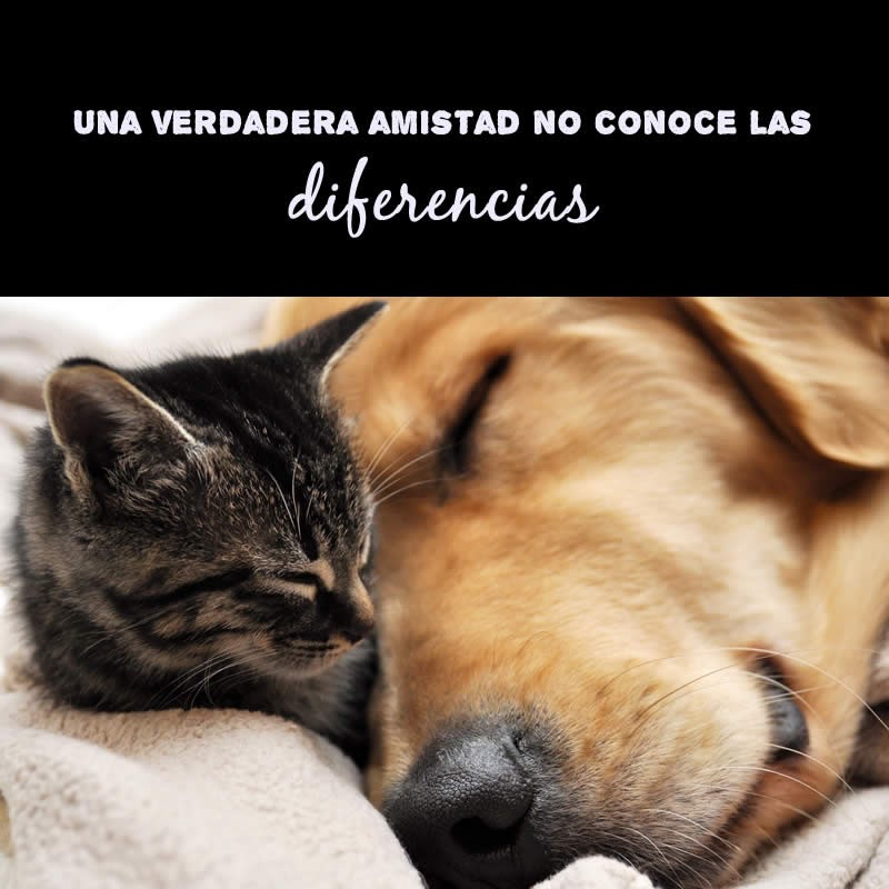 amistad-perro-gato