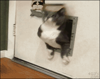 gato gordo puerta