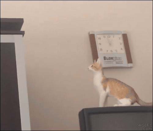 gato salto concentracion