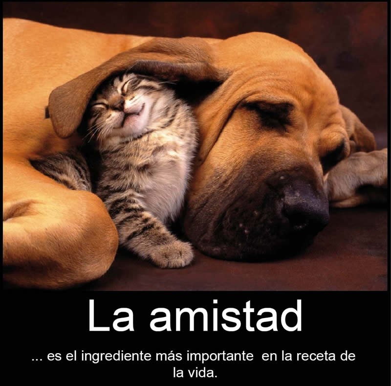 imagenes-amistad-animales