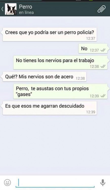 conversaciones-perro-whatsapp-04