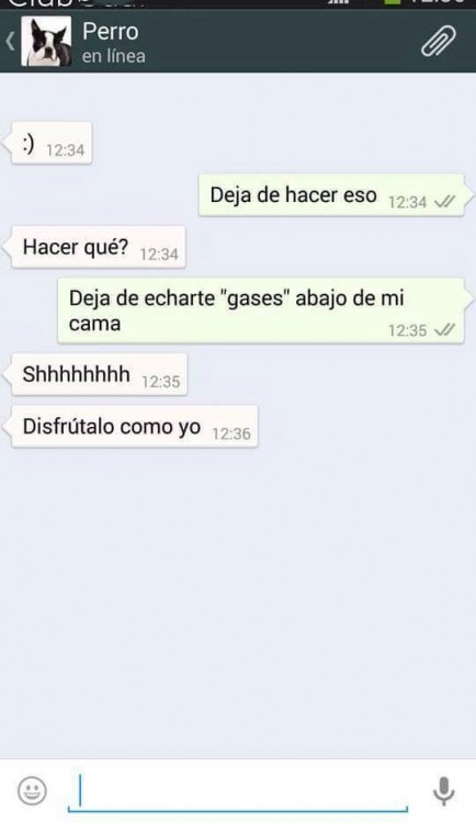 conversaciones-perro-whatsapp-05