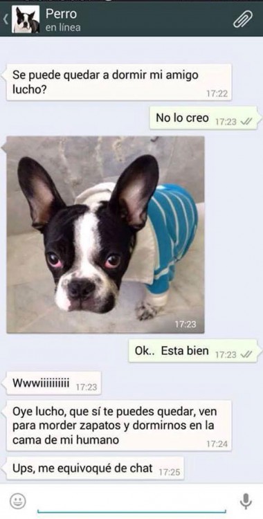 conversaciones-perro-whatsapp-09