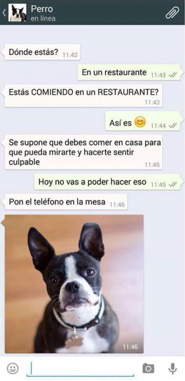 conversaciones-perro-whatsapp-15