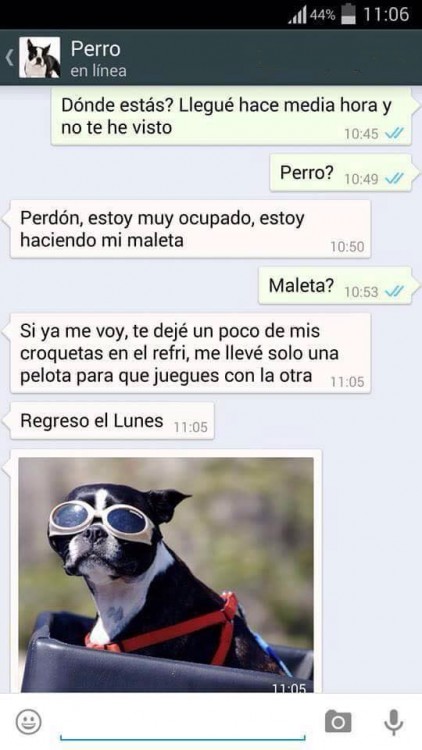 conversaciones-perro-whatsapp-17