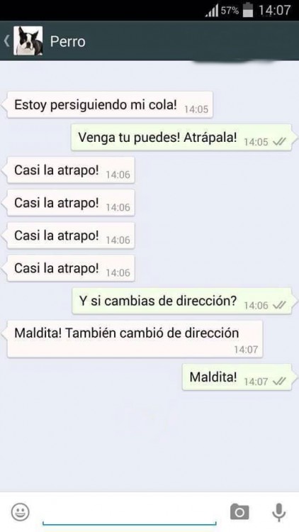 conversaciones-perro-whatsapp-23