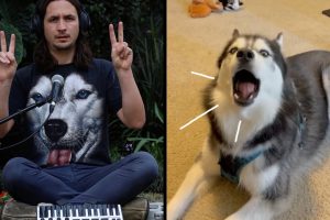 Ancient Husky Melody Viraltrix